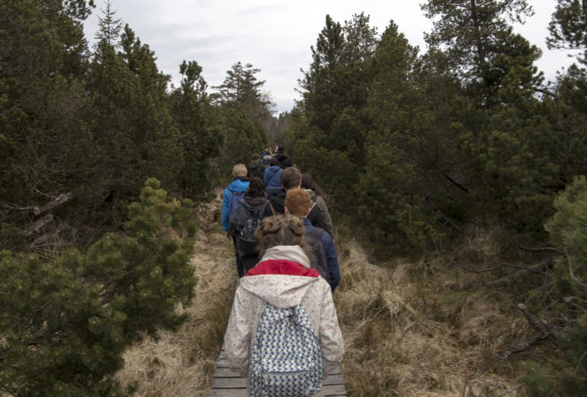 Walking In The Black Forest